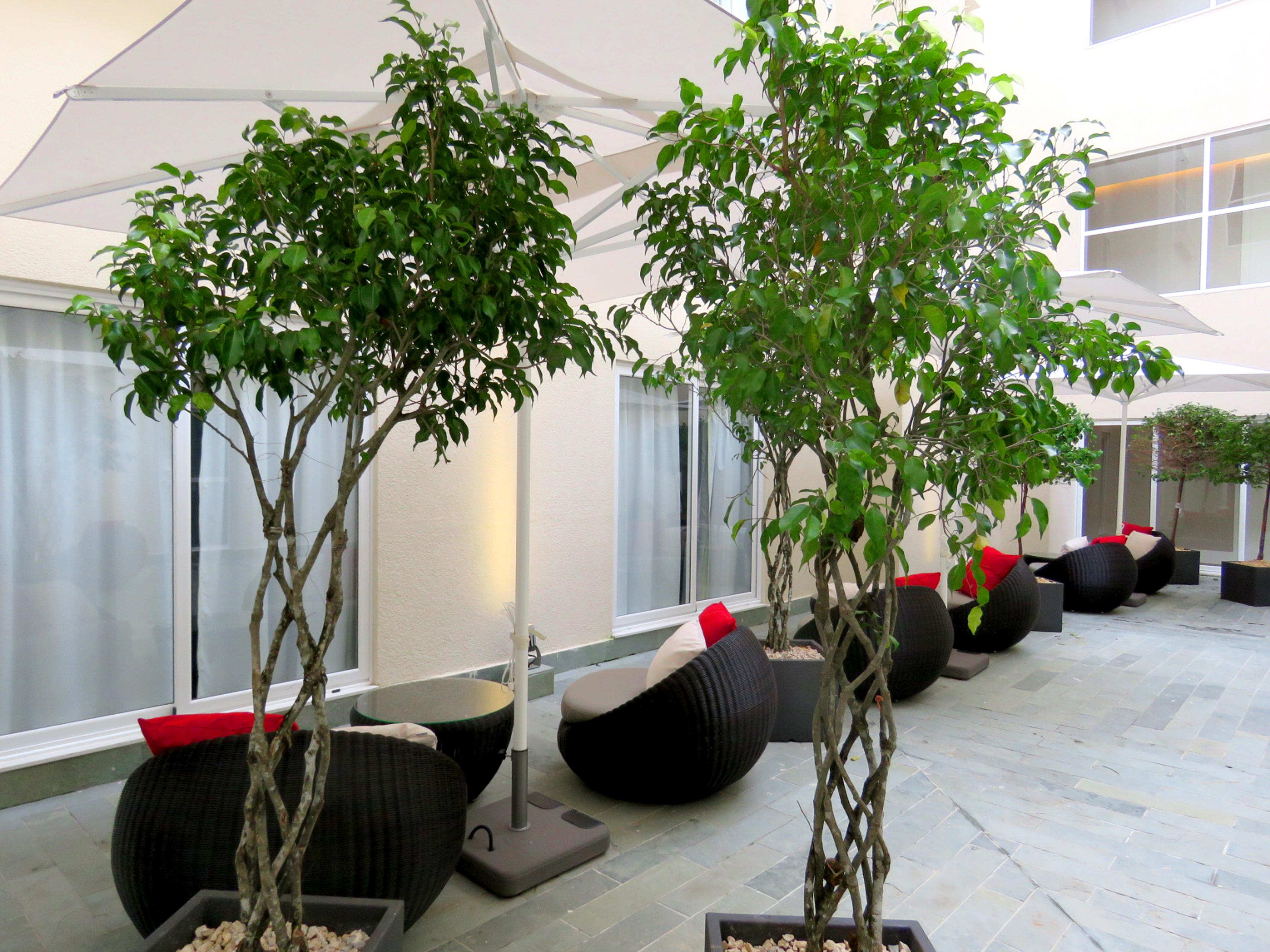 센트럴 호텔 파나마 파나마시티 외부 사진 Ficus benjamina